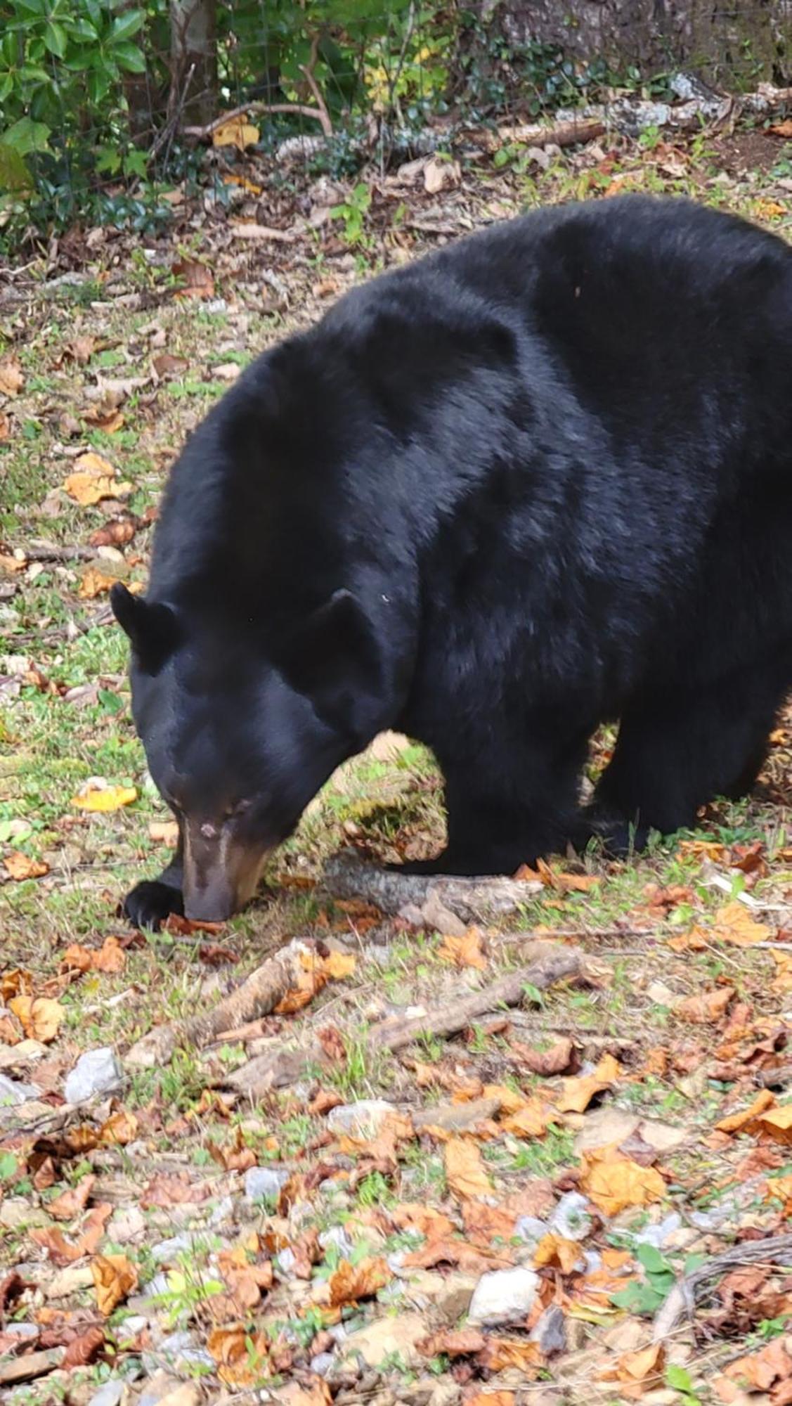 ガトリンバーグ Bear Necessities, Luxury 5Bd Mtn Views, Hot Tub, Many Bear Sightingsヴィラ エクステリア 写真