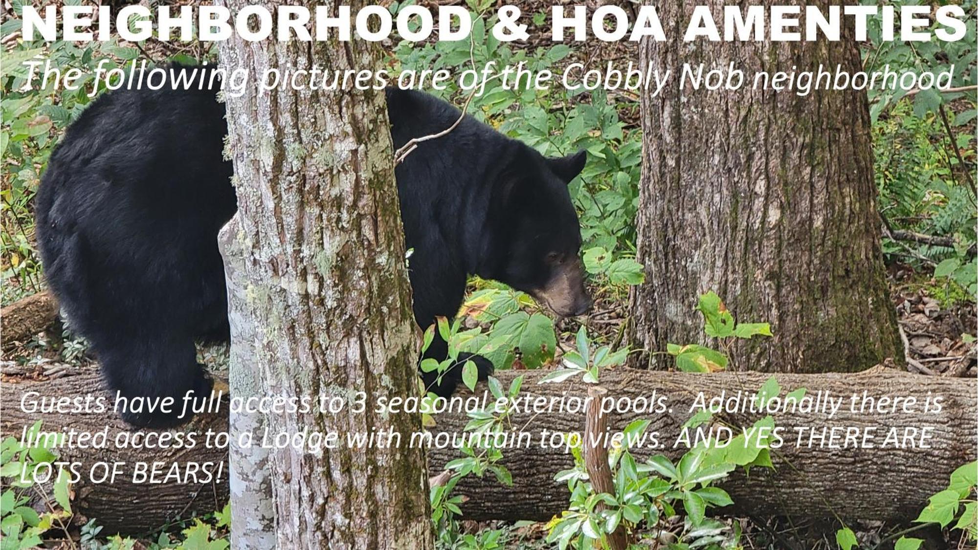 ガトリンバーグ Bear Necessities, Luxury 5Bd Mtn Views, Hot Tub, Many Bear Sightingsヴィラ エクステリア 写真